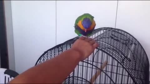 Mario the rainbow lorikeet enjoying a scratch