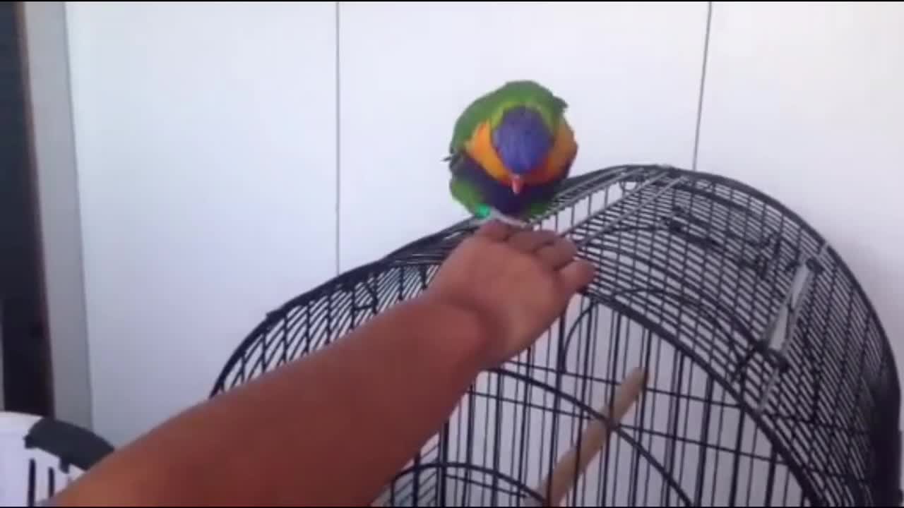 Mario the rainbow lorikeet enjoying a scratch