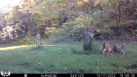 9 pt back for a visit