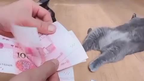 Cat understand the value of money