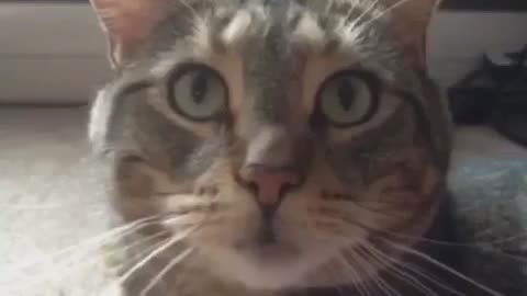 Cat Says "It Is What It Is"