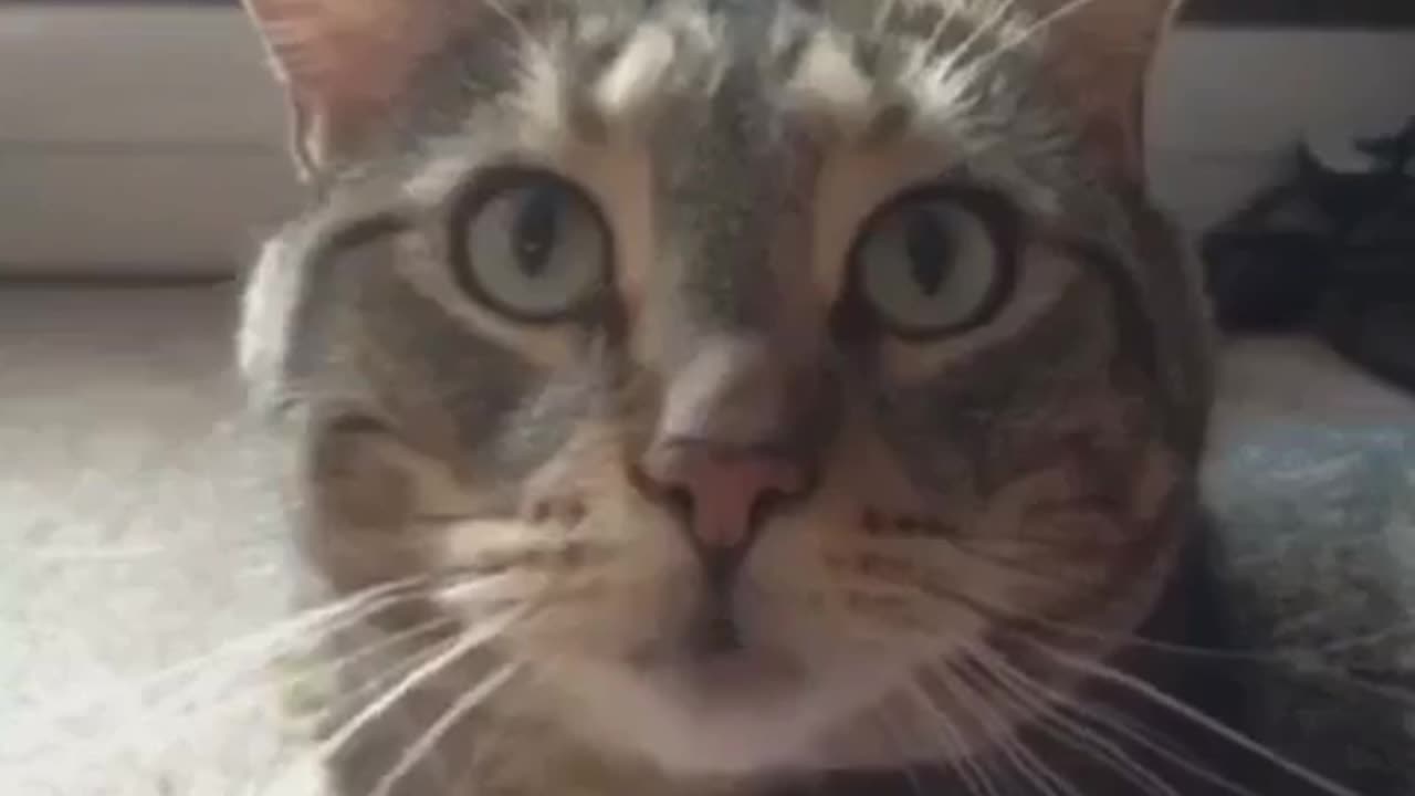 Cat Says "It Is What It Is"