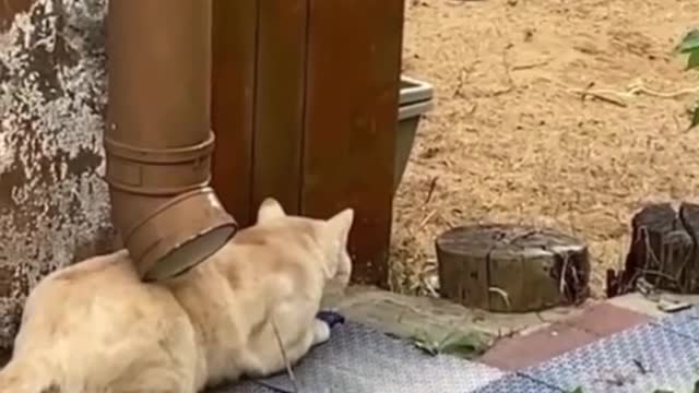 when the pet cat goes hunting #funny #animals #foryou #pet #cat #haha