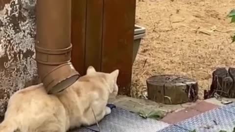 when the pet cat goes hunting #funny #animals #foryou #pet #cat #haha