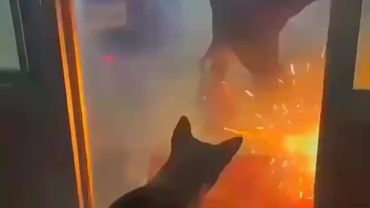 Dog Loves Fireworks