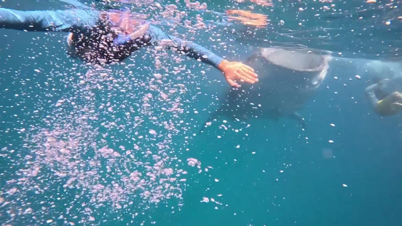 Swimming with whalesharks Oslob, Philippines