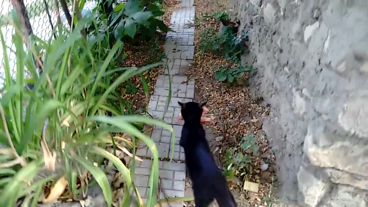 Kittens Getting Lunch