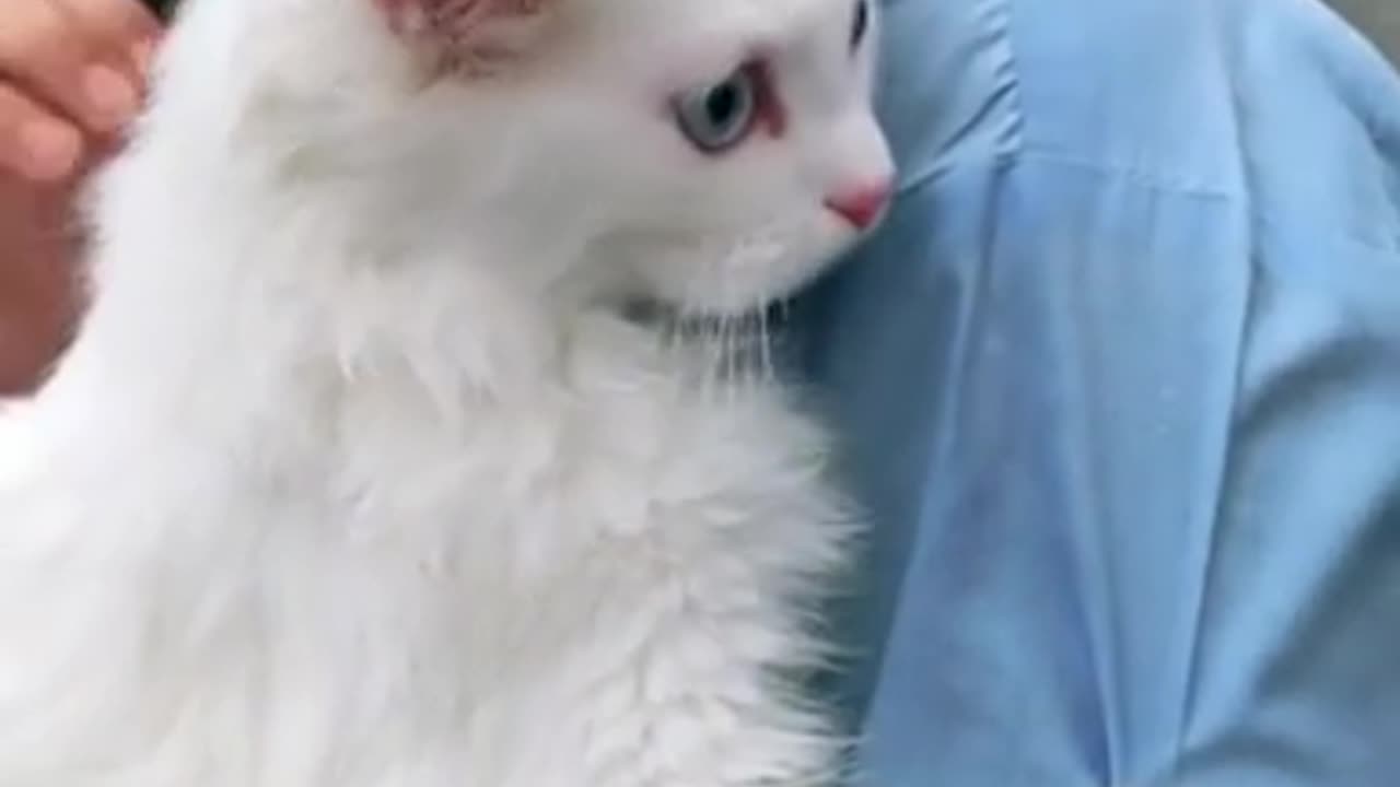 beautiful cat video | cats lover | pet cat | animal lover | cute cats