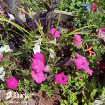 Nature plant lover 🔥 #shorts