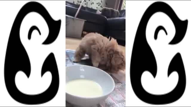 FUNNY DOG COMPILATION FOUND ON TIKTOK!