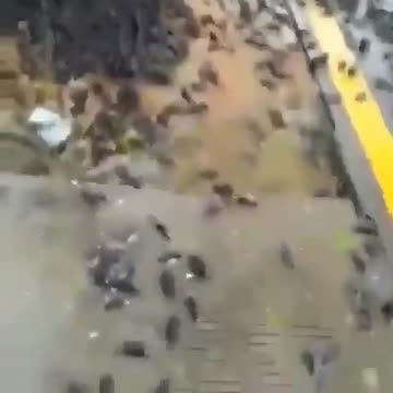 5G damage in Indonesia