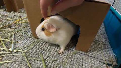 Butternut being a weird guinea pig