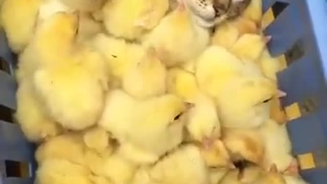 Tingkah lucu kucing dan Anak Ayam