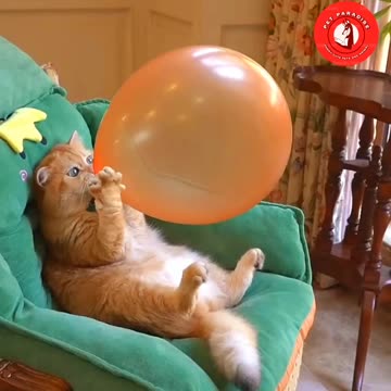 😿🎈"Cat Blowing a Balloon: Hilarious Fun!"🎈😿