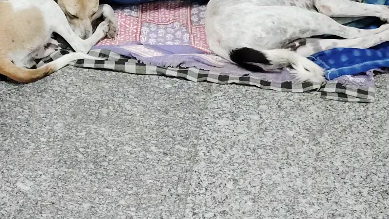 Doggy sleeping