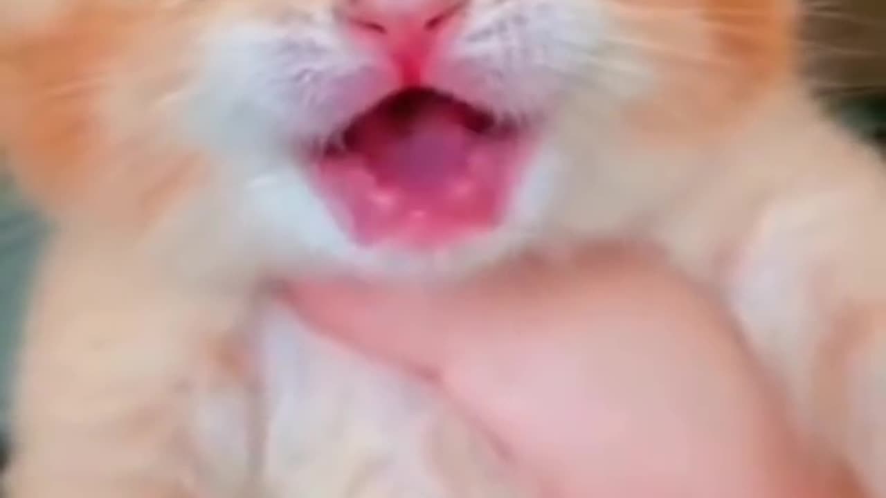 VERY FUNNY CAT VIDEOS😂😂😂😂😂🤣🤣🤣🤣