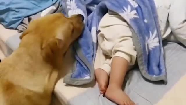 LOVELY PUPPY TAKE CARE OF BABY