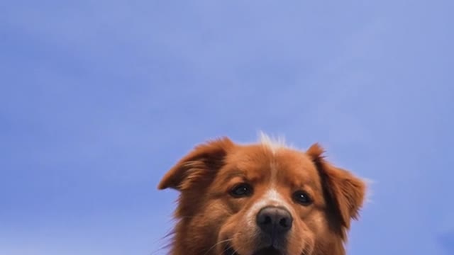 Happy animal