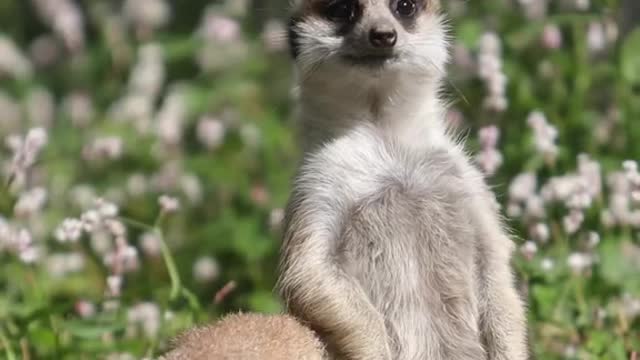The happy life of animals