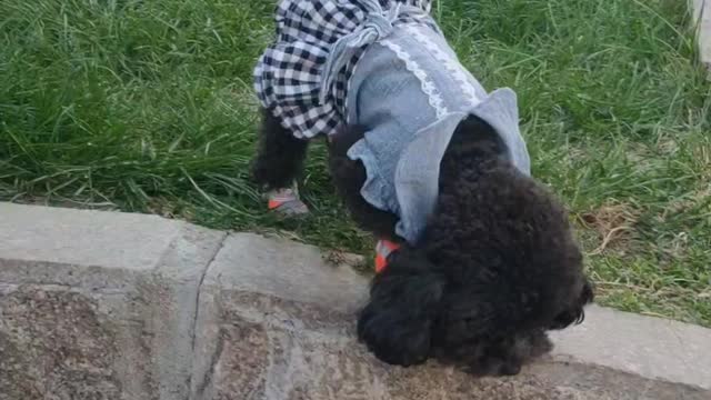 puppy