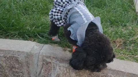 puppy