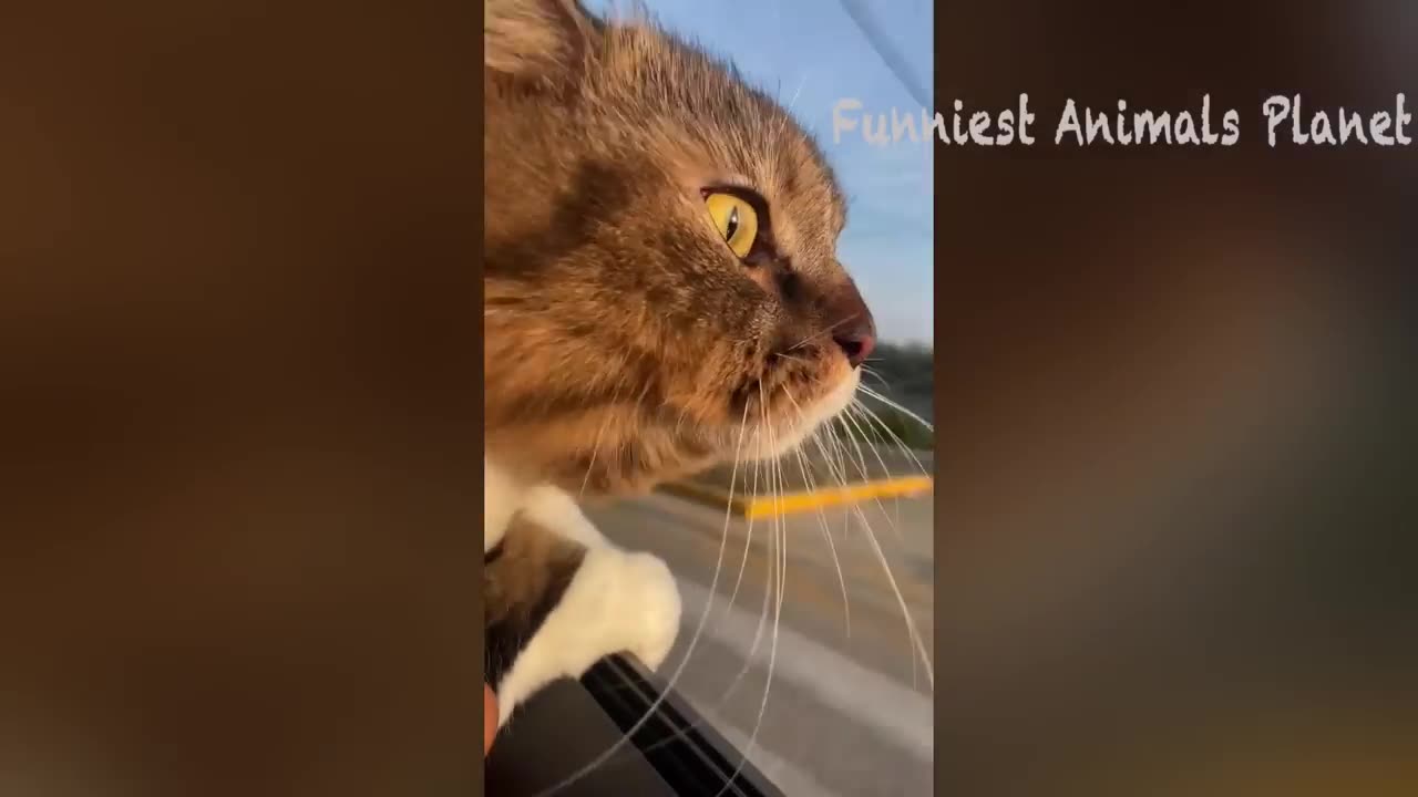 New Funny Dogs And Cats π
Funniest Animals Videos 2023πΆπΊ #1