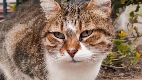 The funniest and most humorous cat 🐈😺