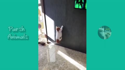 Funny animals - funny cats /dog - funny animal videos best videos of january 2023