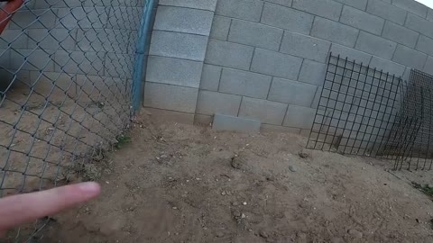 We Found a Baby Tortoise! - Morning Routine-4
