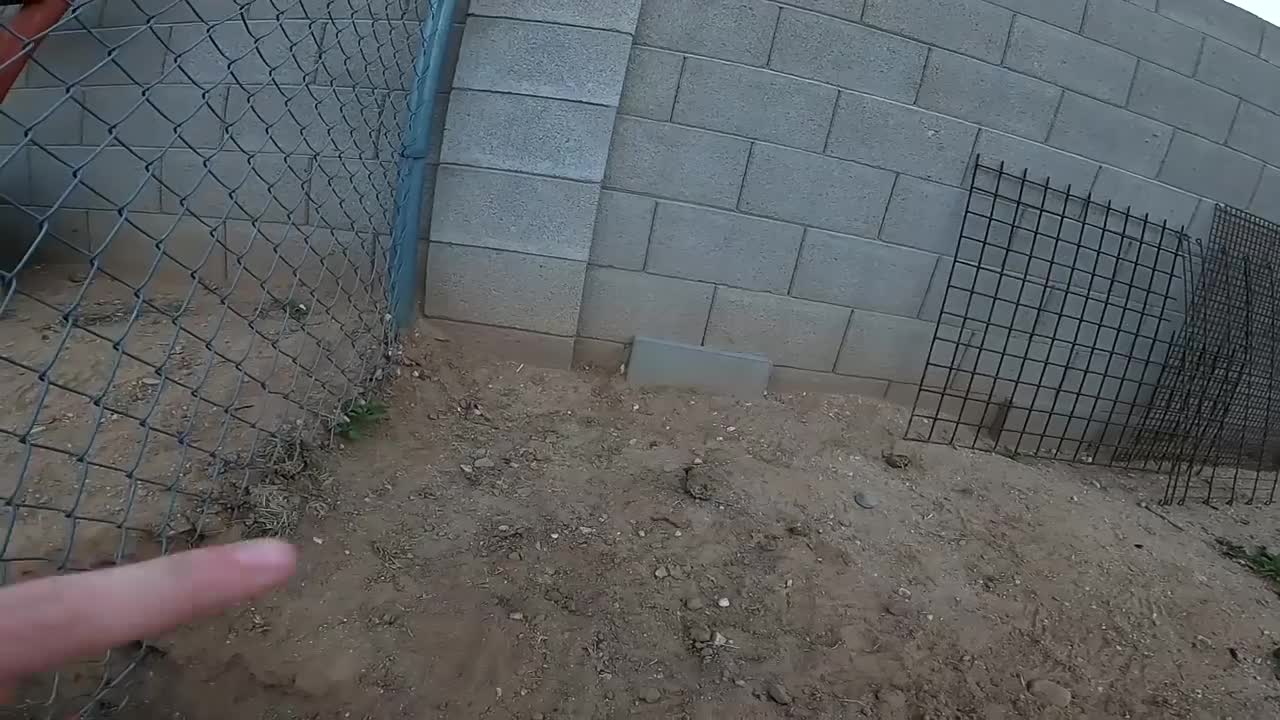 We Found a Baby Tortoise! - Morning Routine-4