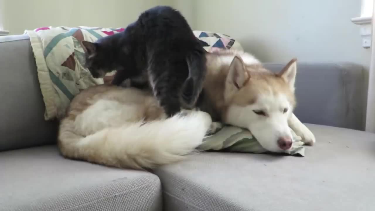 Cat gives this husky a massage before settling down for a nap