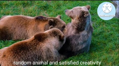 Animal video