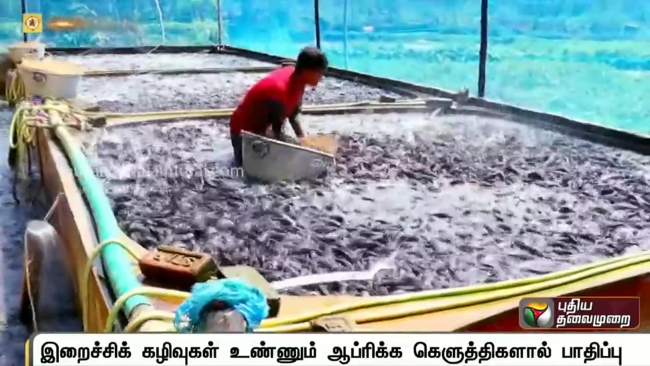 ஆபத்தான ஆப்ரிக்க கெளுத்தி மீன்கள் - உஷார்..!(720p)
