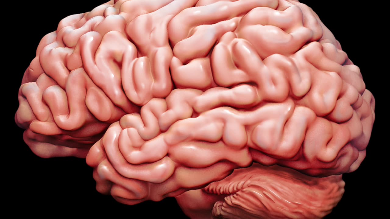 human facts about