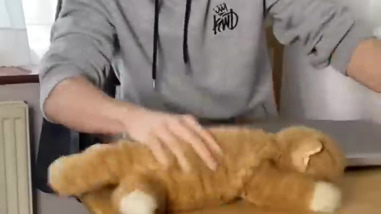 Teaching the naughty cat