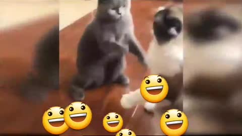 Cat's Playing Short Video