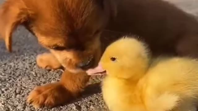 Cute dog takes care of the duckling like its own child