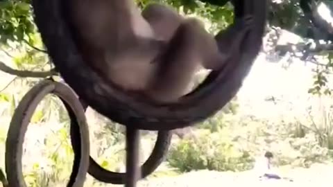 Funny monkey video