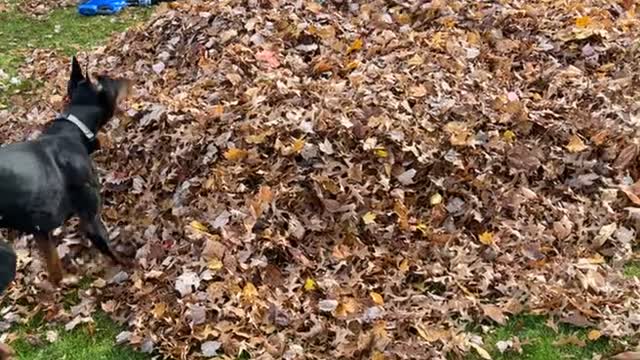 Pup Pounces on Kiddo in Leaf Pile