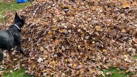 Pup Pounces on Kiddo in Leaf Pile