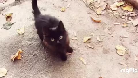Cute Cat Gif