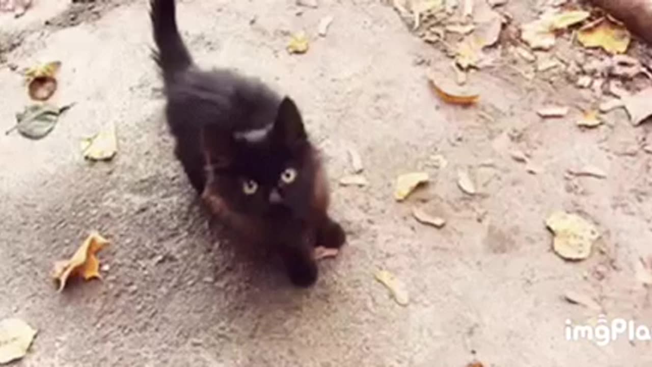 Cute Cat Gif