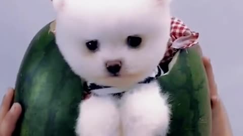 Smart Baby Dogs Video