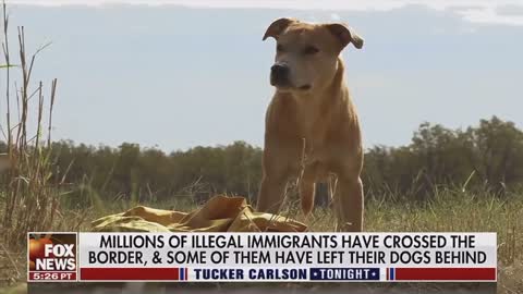 Illegals abandoning their dogs at the southern border is Creating a crisis of homeless dogs.