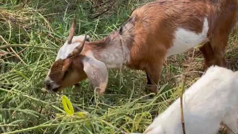 so be love Goat, cute goat5