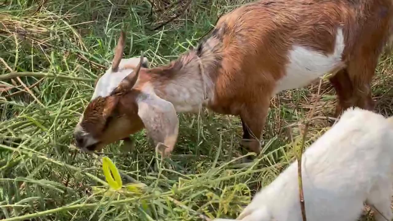 so be love Goat, cute goat5