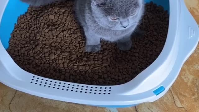 # Cute pet debut plan # Douyin Cute Pet Carnival