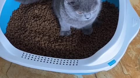 # Cute pet debut plan # Douyin Cute Pet Carnival