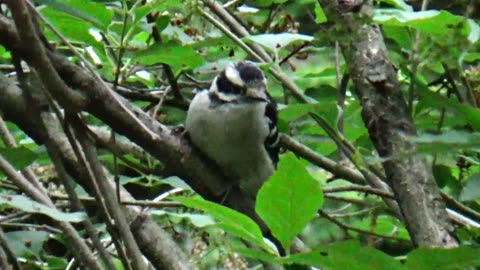 Woodpecker