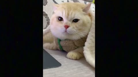 cute kitty gets drag away